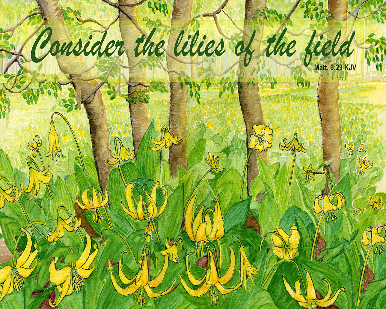 Lilies of the Field some ART stuff