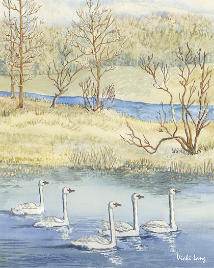 8x10-tundra-swans