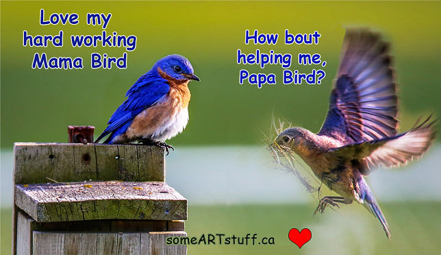 bw-nesting-blue-birds