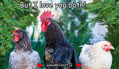bw-rooster-with-two-hens-valentine