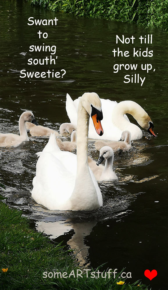 bw-swan-family